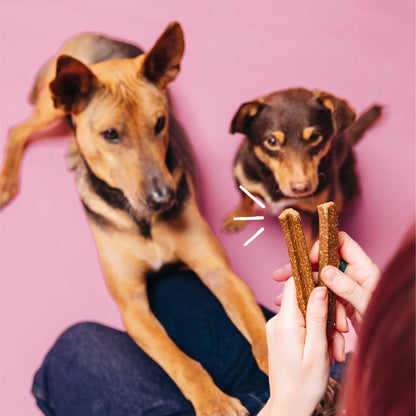 Two dogs looking at two dog treats held by a person against a pink background