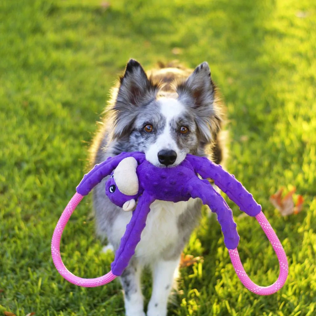 Dog holding a purple and pink toy in its mouth on a grassy field
