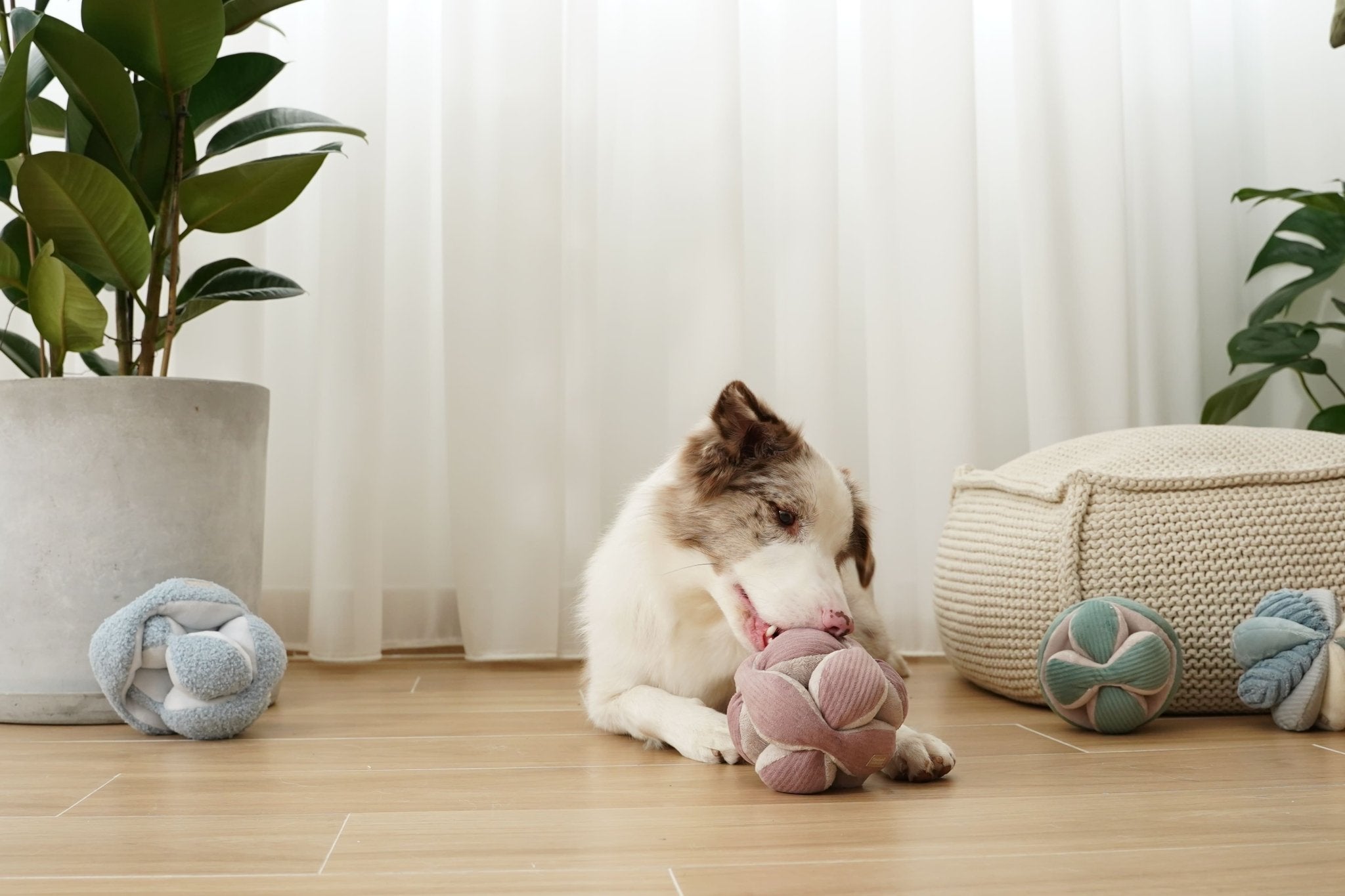 Monti – Montessori Snuffle Ball for Dogs - Share Happy Outfits