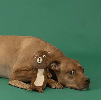 Mr. Gnaw It All™ Beaver Dog Toy | Flat Plush Dog Toy with Squeaker &amp; Crinkle - Share Happy Outfits
