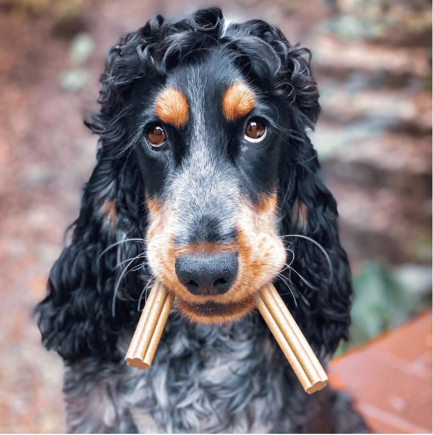 Natural Vegan Dog Dental Sticks – Coconut &amp; Chia Seed - Share Happy Outfits
