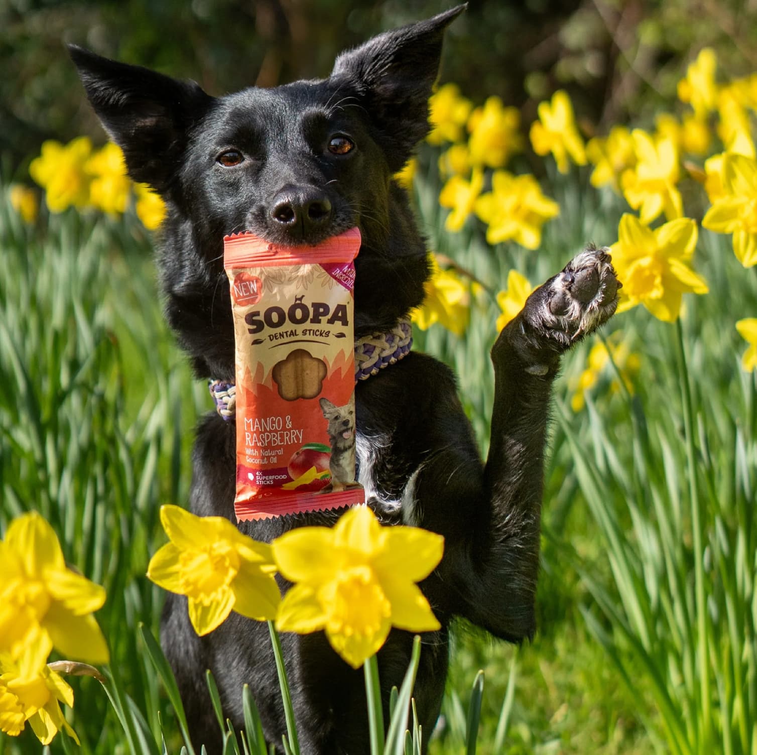 Natural Vegan Dog Dental Treat - Mango &amp; Raspberry Sticks - Share Happy Outfits