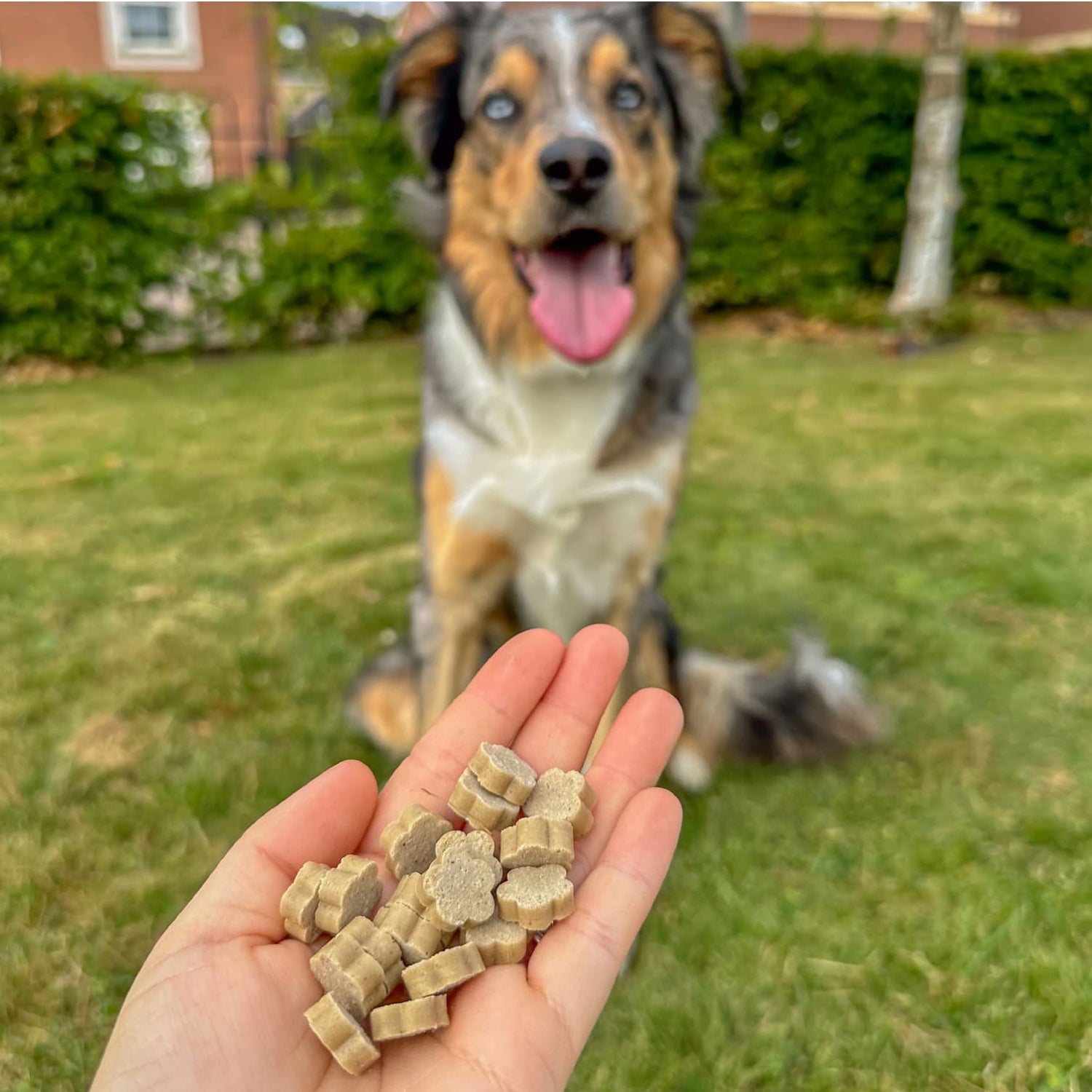 Natural Vegan Dog Healthy Bites - Carrot &amp; Pumpkin - Share Happy Outfits