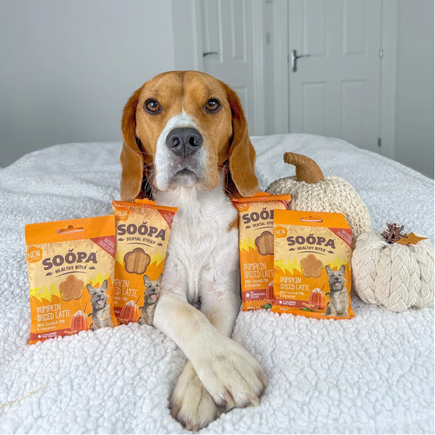 Natural Vegan Dog Healthy Bites - Pumpkin Spiced Latte - Share Happy Outfits