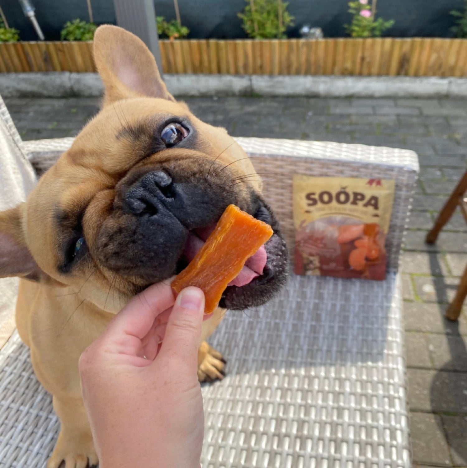 Natural Vegan Dog Treat - Sweet Potato Chews - Share Happy Outfits