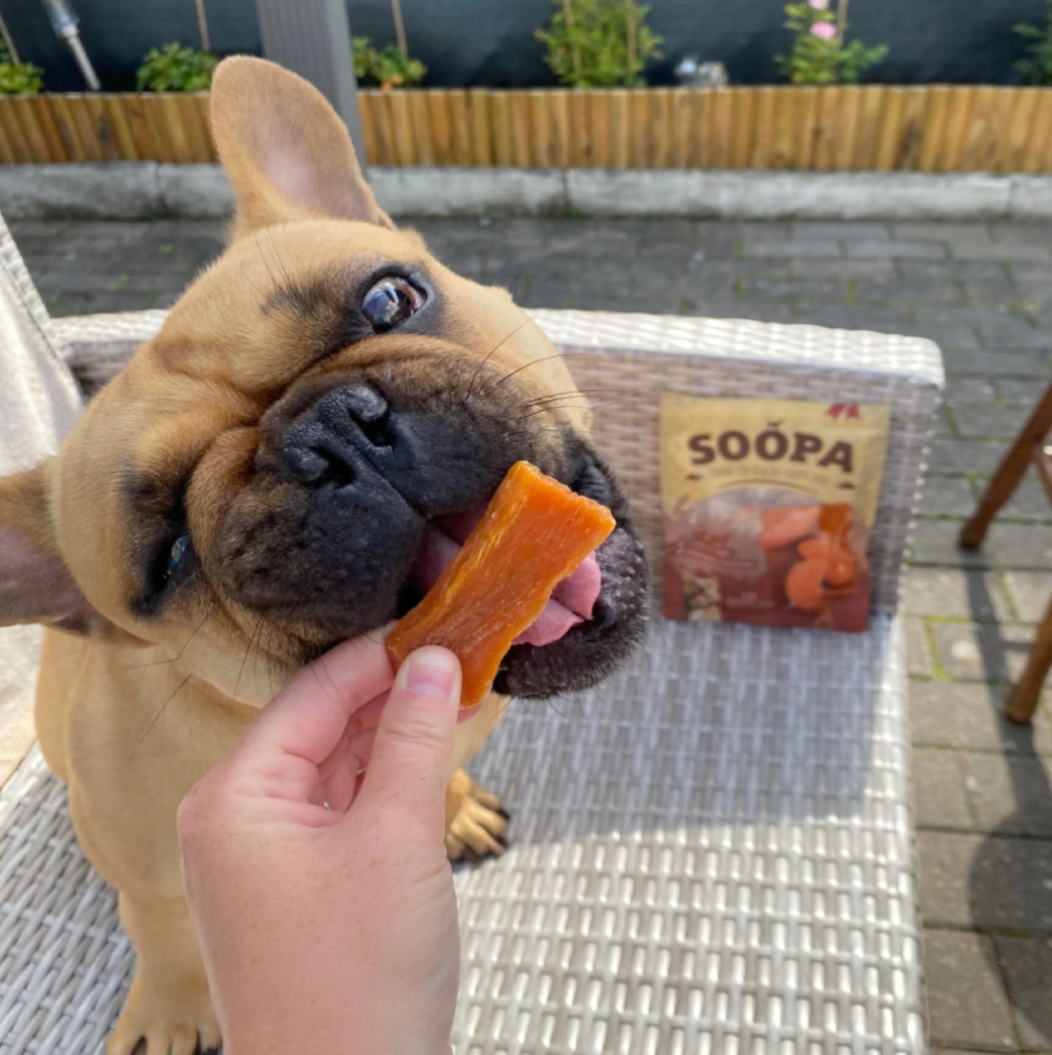 Natural Vegan Dog Treat - Sweet Potato Chews - Share Happy Outfits