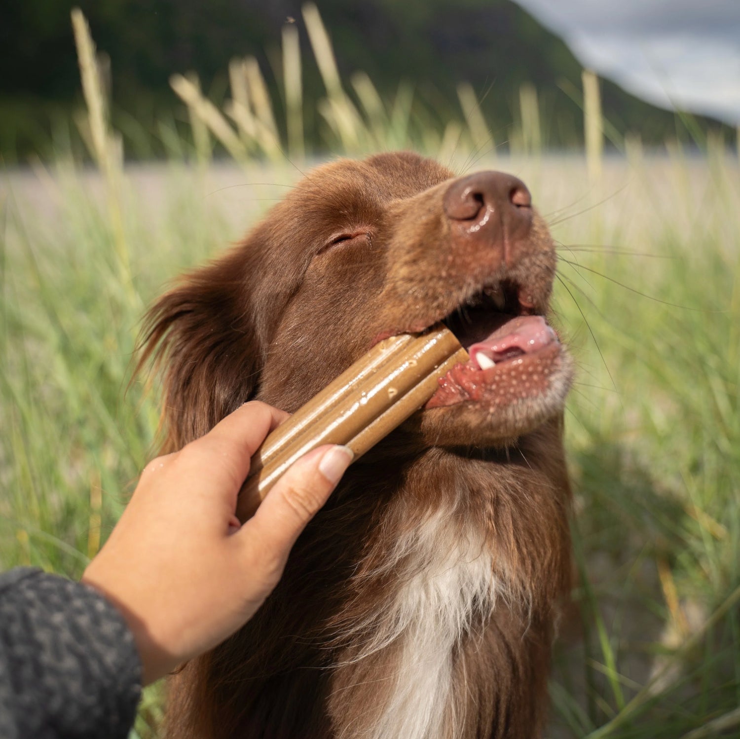 Natural Vegan Jumbo Dental Stick - Carrot &amp; Pumpkin (170g) - Share Happy Outfits