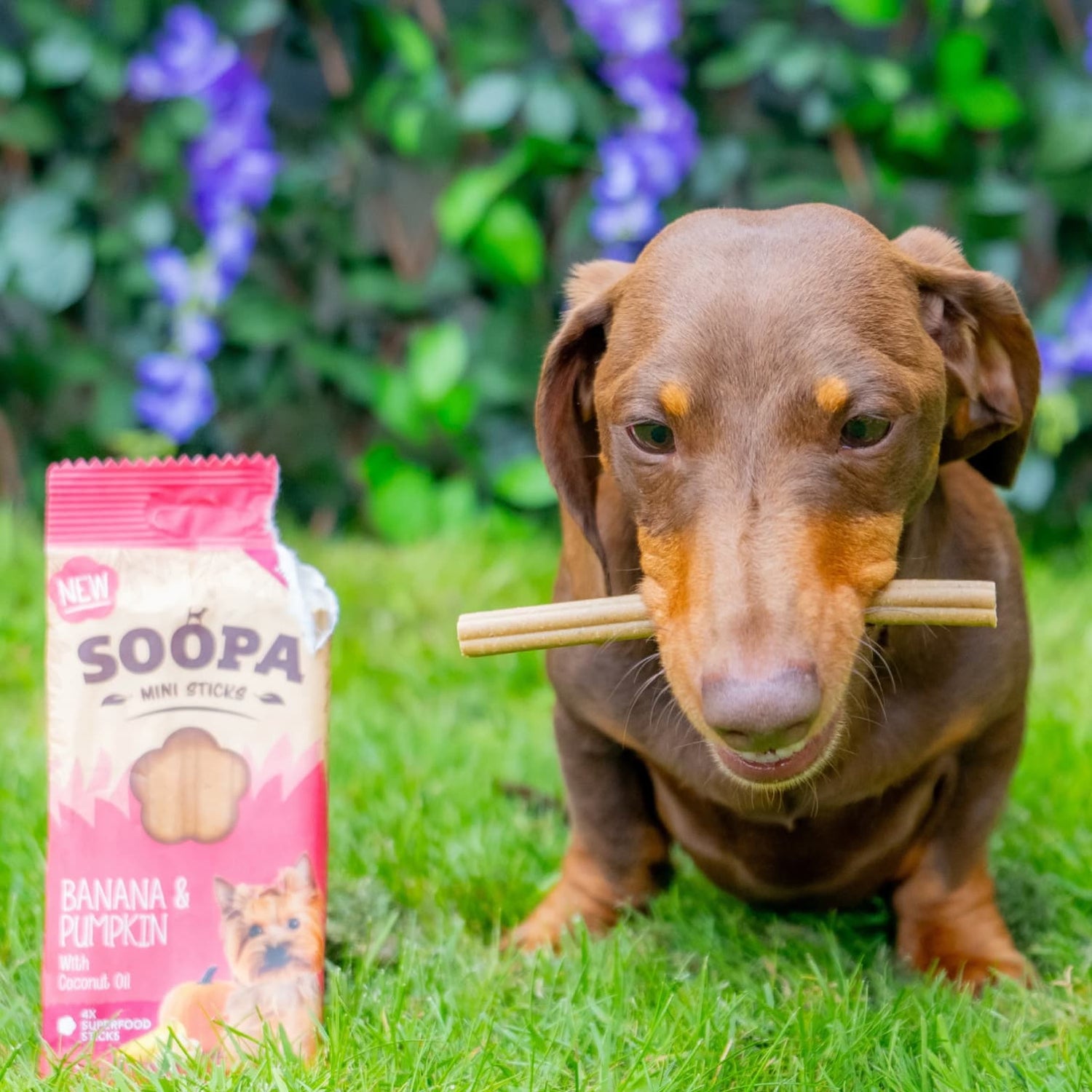 Natural Vegan Mini Dog Dental Treat - Banana &amp; Pumpkin Sticks - Share Happy Outfits