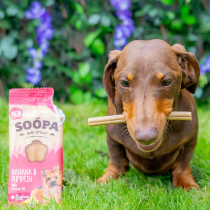 Natural Vegan Mini Dog Dental Treat - Banana &amp; Pumpkin Sticks - Share Happy Outfits
