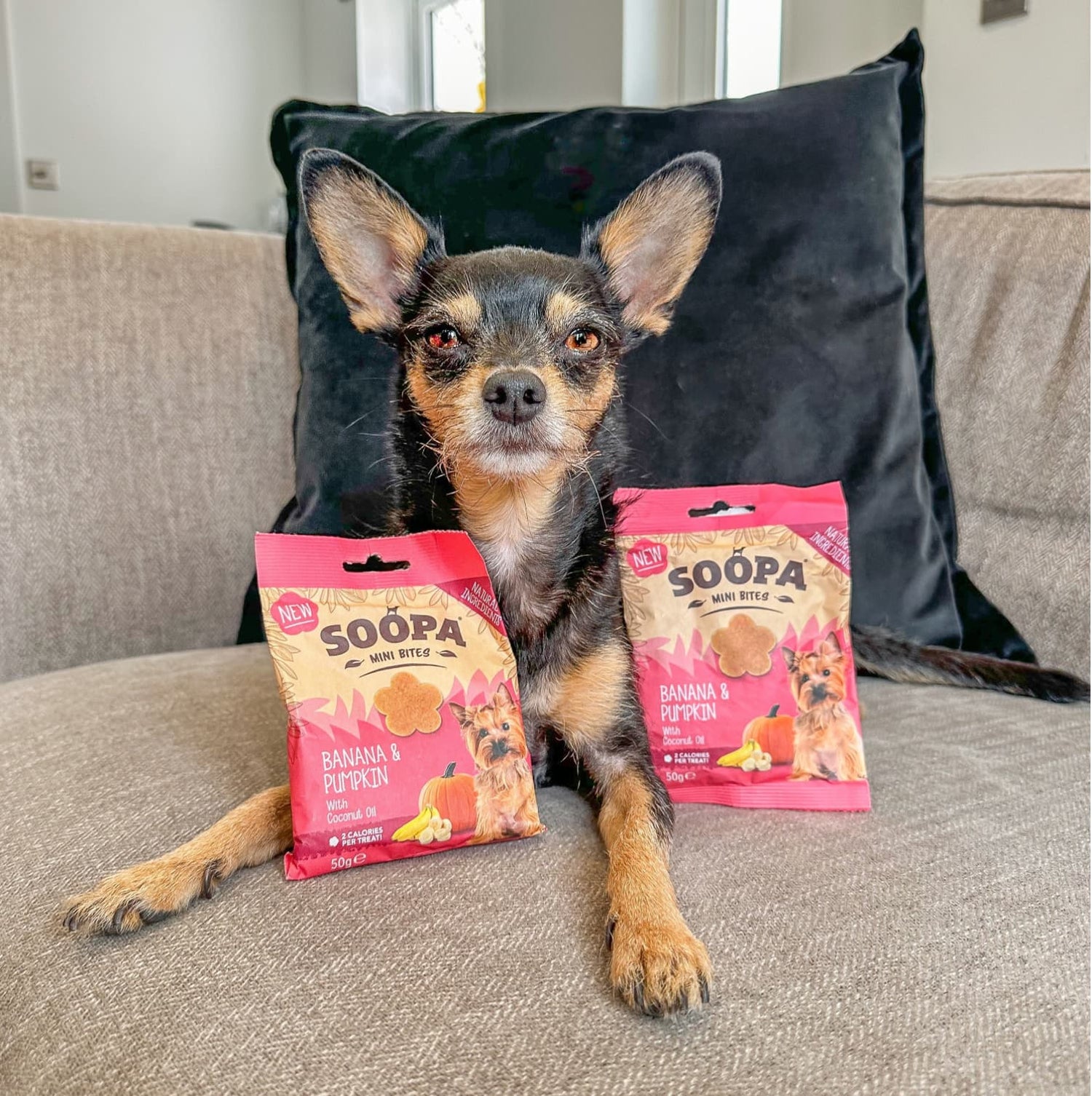 Natural Vegan Mini Dog Healthy Bites - Banana &amp; Pumpkin - Share Happy Outfits