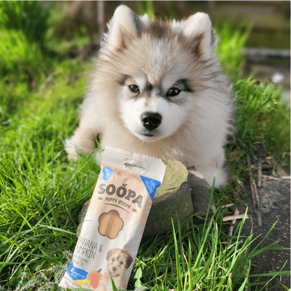 Natural Vegan Puppy Dental Treat - Banana &amp; Pumpkin Sticks - Share Happy Outfits