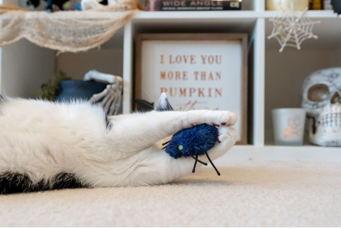 A white and black cat lies on a beige carpet, reaching for a small blue plush bug toy. The background shows a cozy indoor room with a shelf containing a framed sign that reads &