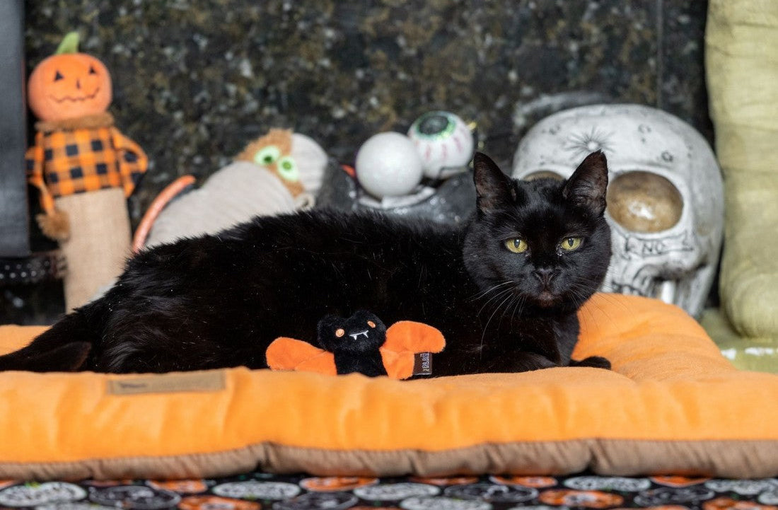 A black cat lies on an orange Halloween-themed pet bed with a small black and orange plush toy, set against a dark stone wall with Halloween decorations including a skull and a pumpkin.