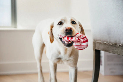 Dog holding a striped toy in its mouth indoors.