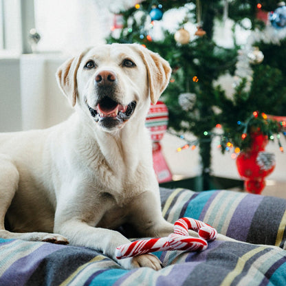 Dog sitting on a striped blanket with a candy cane, Christmas tree in the background