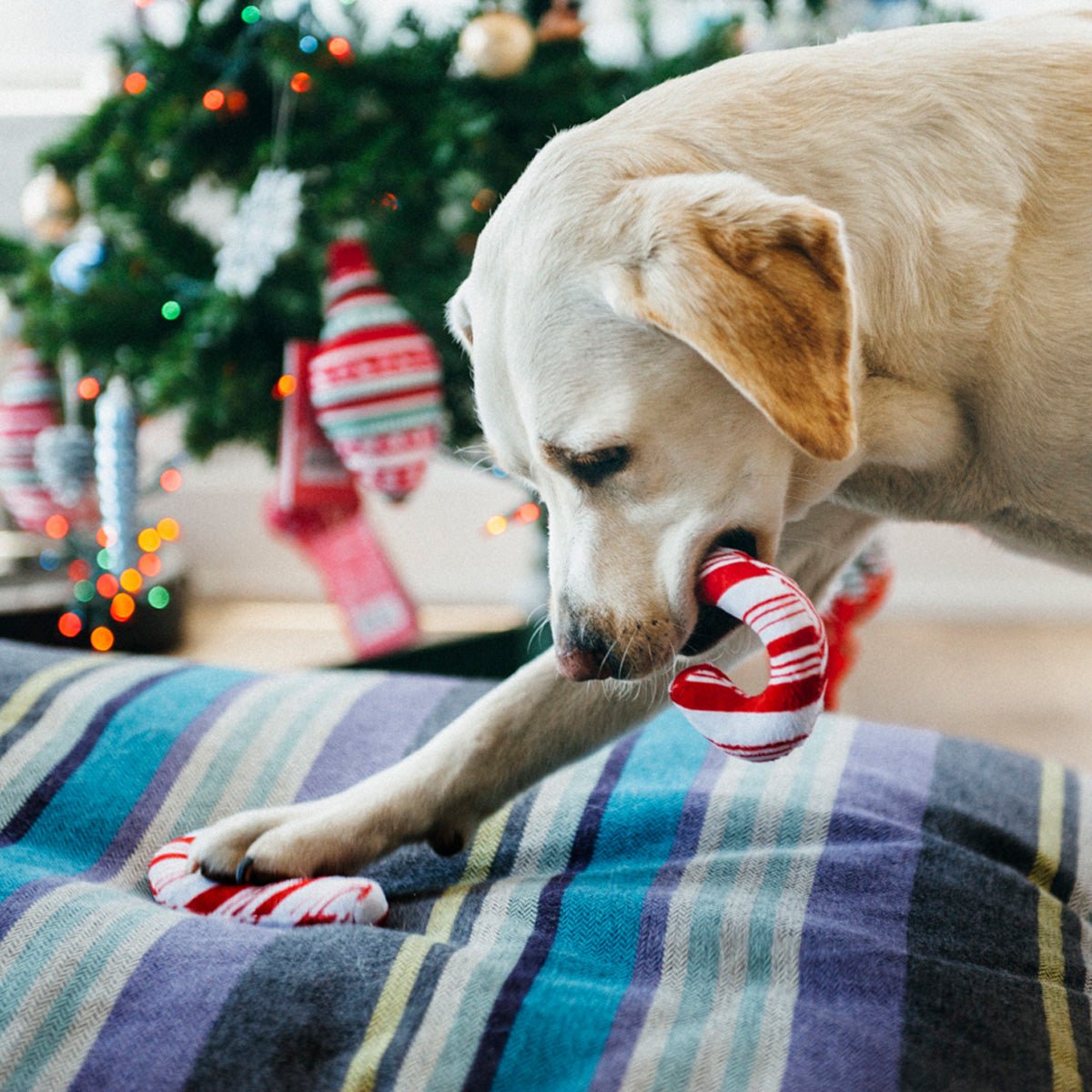 Dog playing with a candy cane toy in front of a decorated Christmas tree.