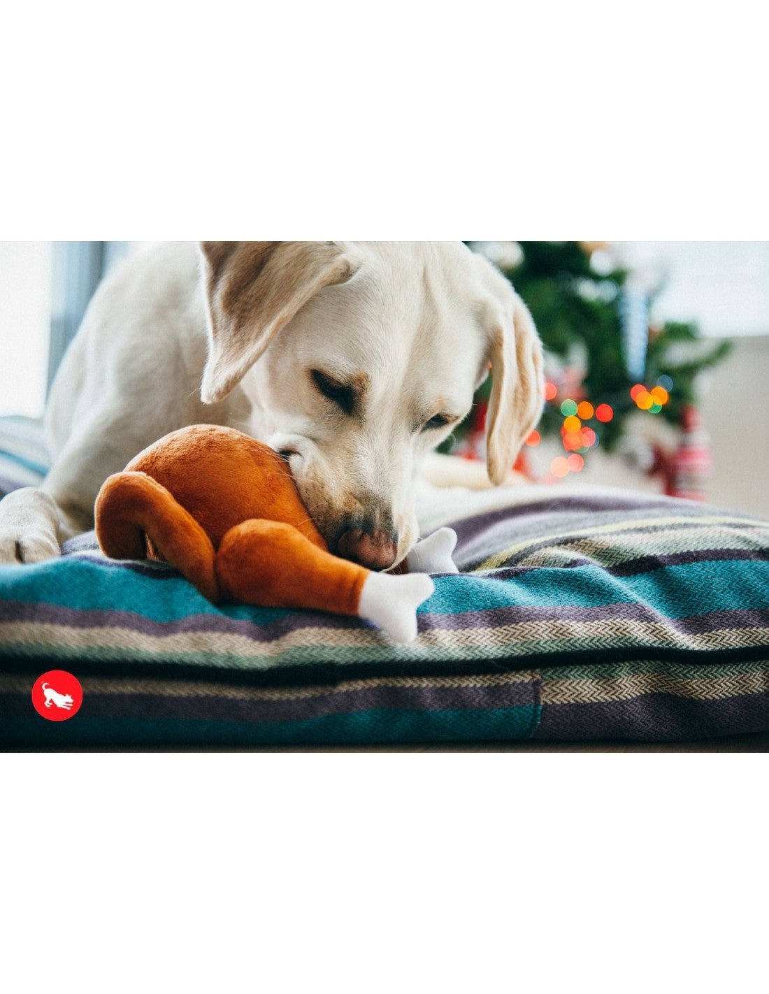 Dog playing with a toy on a striped bedspread with blurred festive background