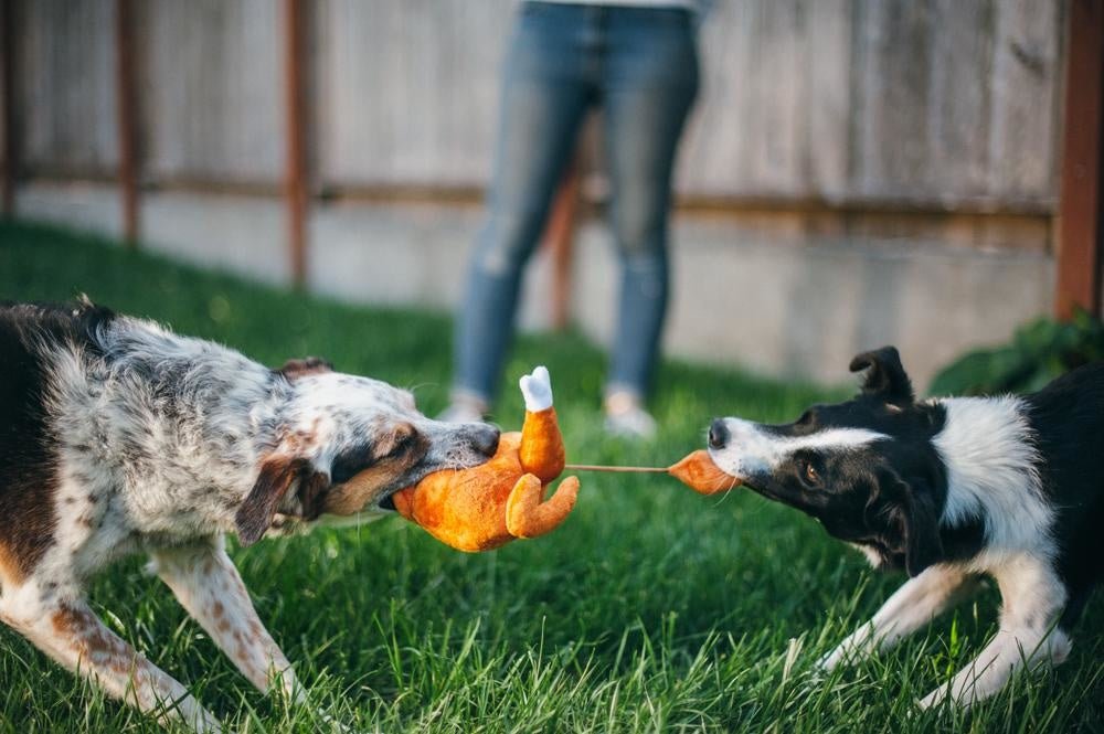 Two dogs playing with a toy outdoors on grass