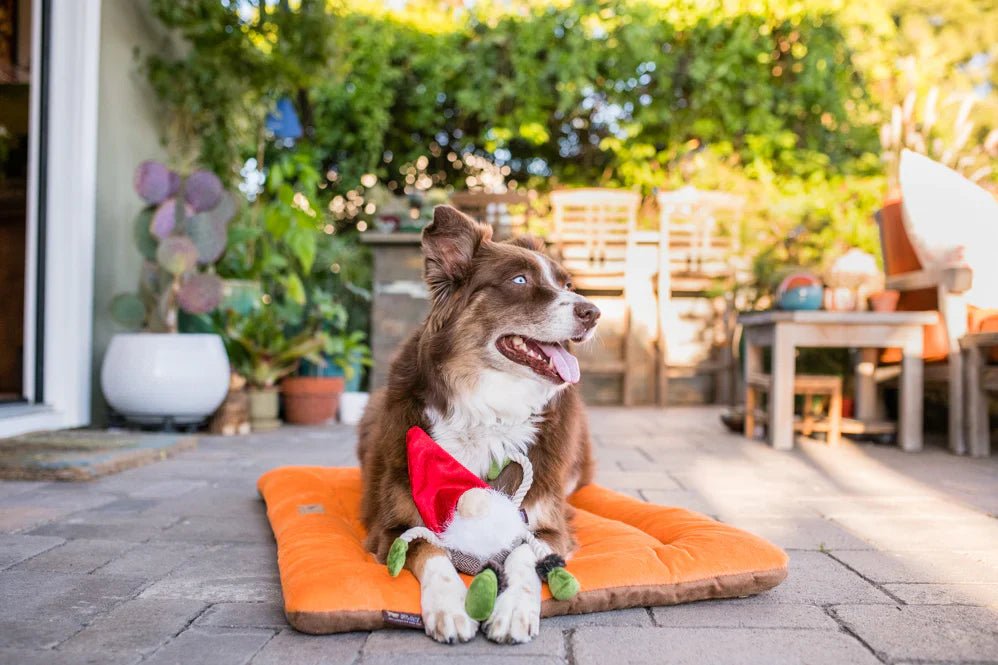Dog sitting on an orange mat outdoors with a garden in the background