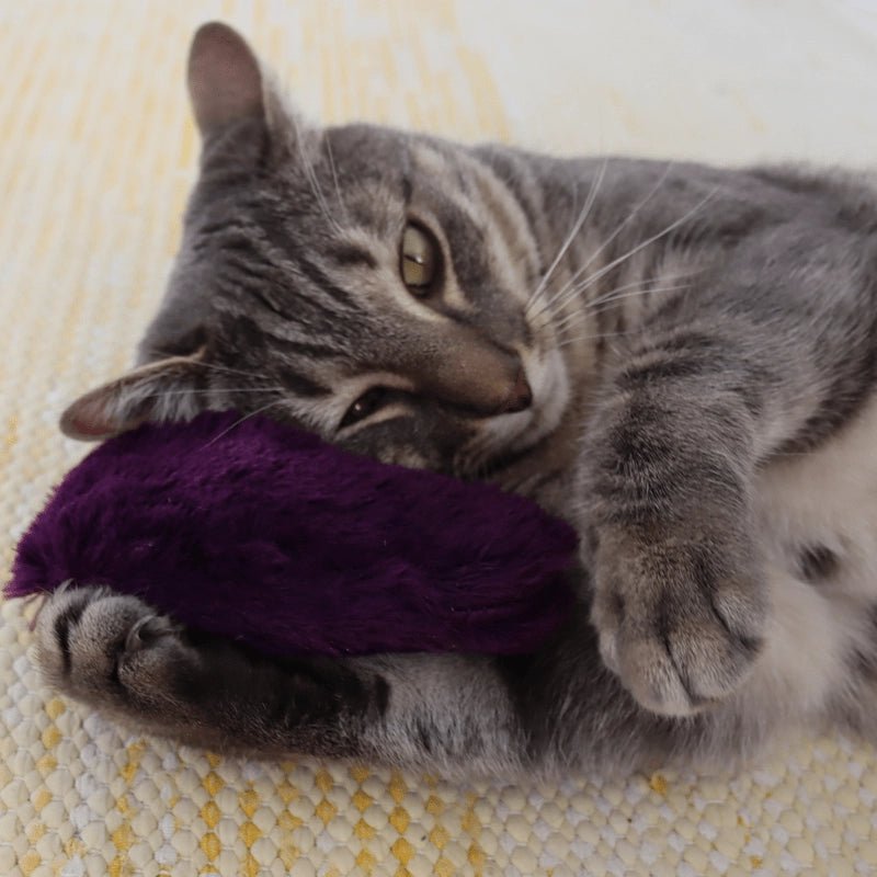 Gray cat playing with a purple toy on a textured surface