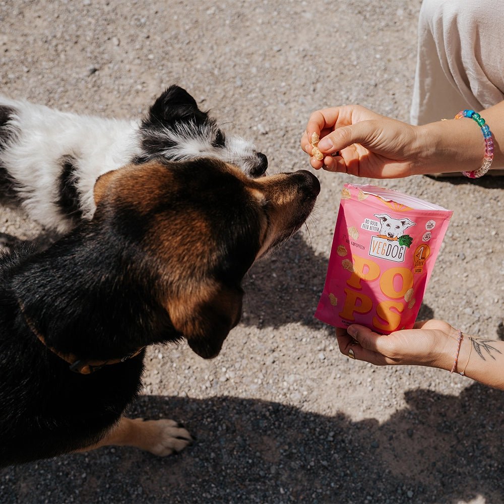 Dog being fed a treat from a pink bag held by a person on a concrete surface