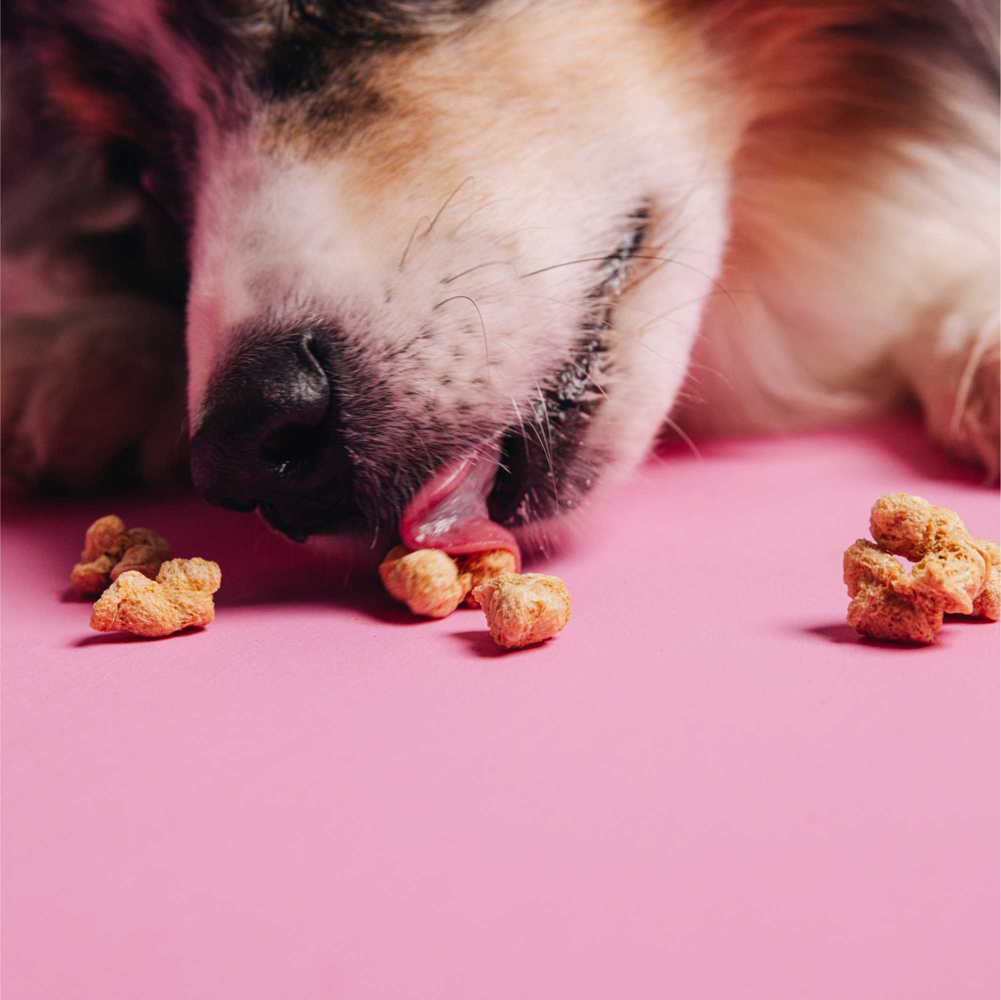 Dog eating kibble on a pink surface