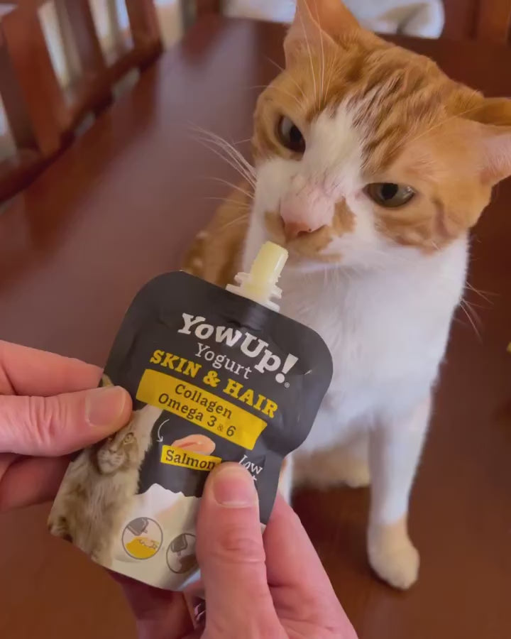 Orange cat eats Salmon Skin Hair Cats - Yow Up that boosts skin and hair and full of collage and omega 3 and omega 6