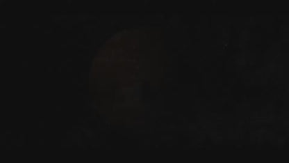Black Labrador plays with interactive ball toy that produces light and five animal sounds 