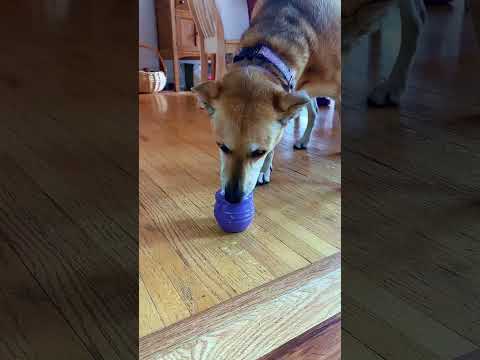 Do0g eats from SodaPup Honey Pot Durable Rubber - Treat Dispenser &amp; Frozen Enrichment Toy for Dogs
