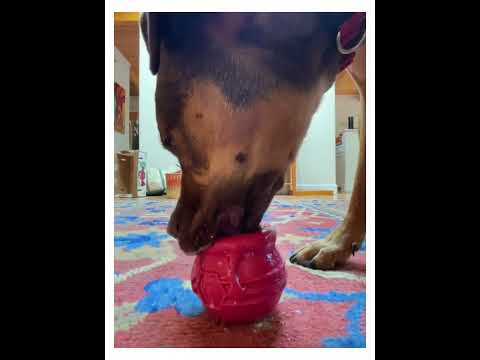Dog uses SodaPup Honey Pot Durable Rubber - Treat Dispenser &amp; Frozen Enrichment Toy for Dogs