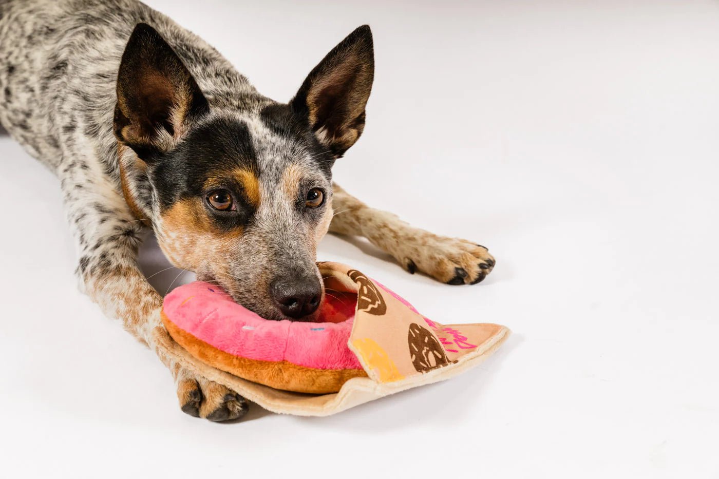 Dog holding a toy shaped like a donut with sprinkles on a white background
