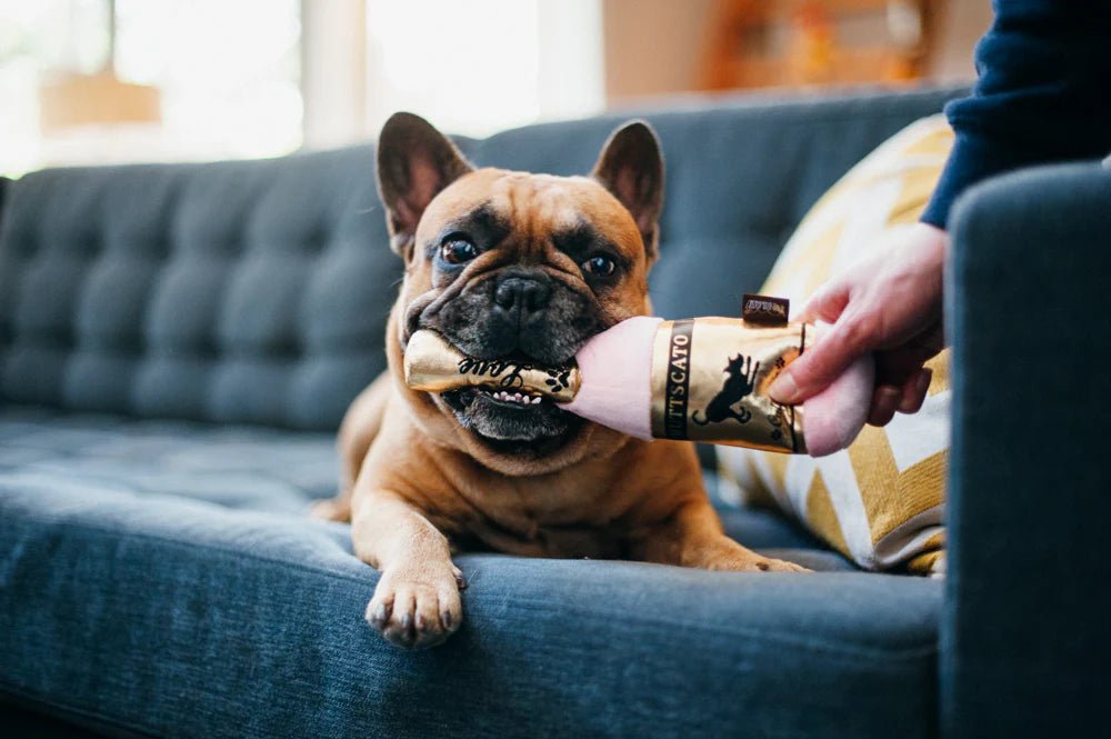 Dog chewing on a toy held by a person on a blue couch