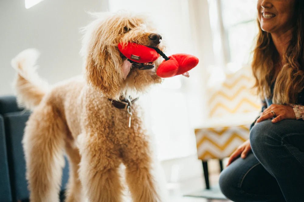 Dog playing with a red toy, sitting next to a person in a home setting.