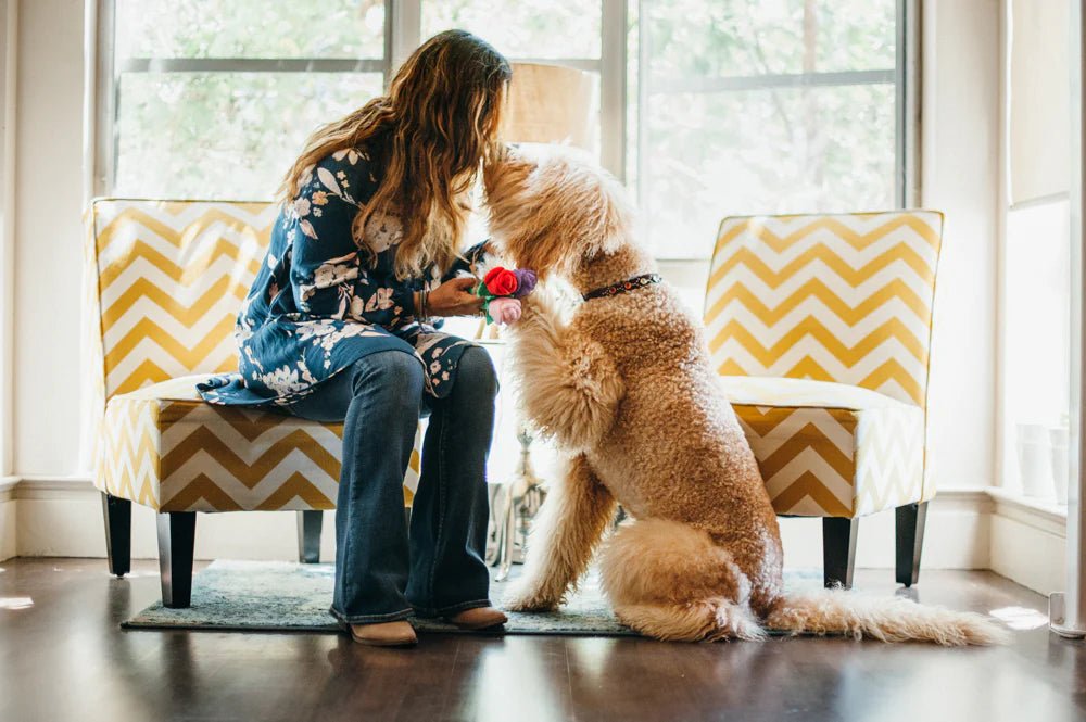 Woman sitting on a chair with a dog, both holding a toy indoors.