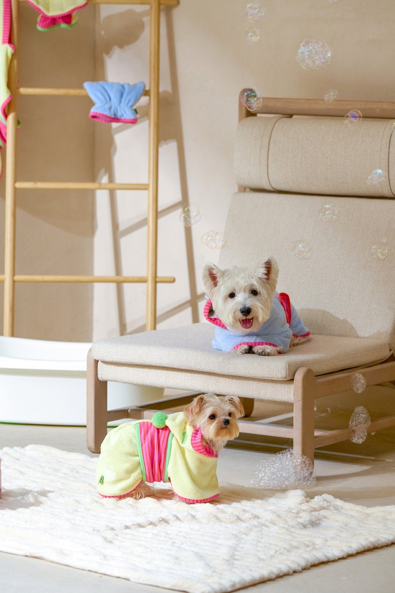 Two small dogs in colorful outfits sitting on a chair with a white rug and wooden ladder in the background.