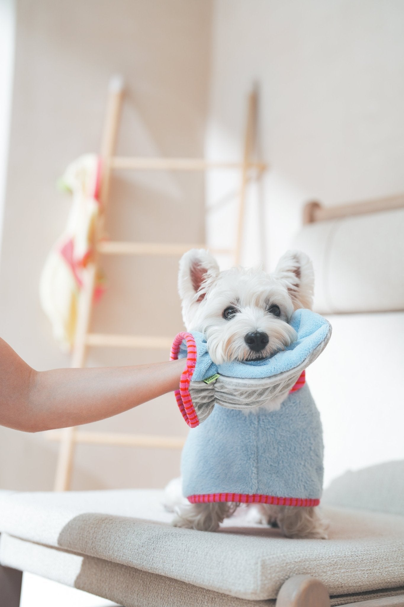 Small dog wearing a blue sweater with pink trim, standing on a chair.
