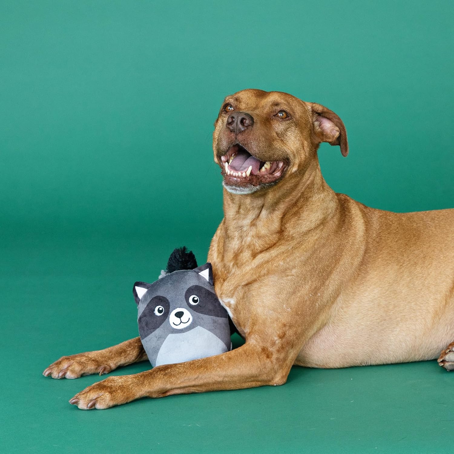 Rocky Raccoon Dog Toy | Plush Raccoon Dog Toy with Squeaker &amp; Crinkle - Share Happy Outfits