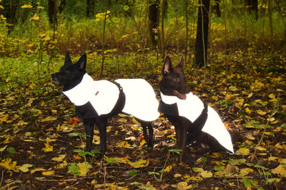 Two dogs in white and black coats standing in a forest with fallen leaves on the ground.