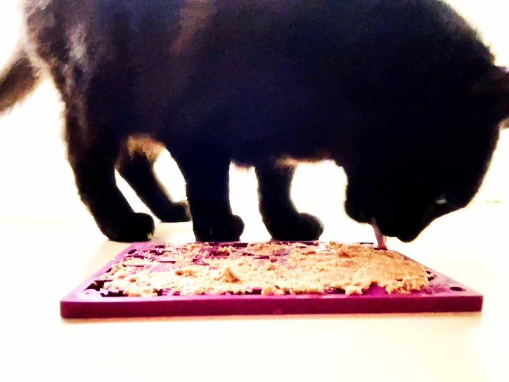 Black cat eating from a pink mat on a blurred background