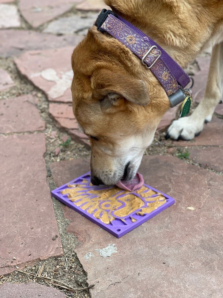 Dog licking a purple and gold doggy door mat on a brick pavement