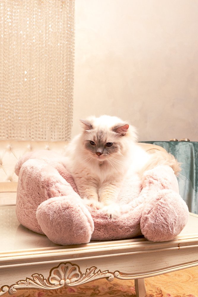 White cat sitting on a fluffy pink cushion on a decorative table.