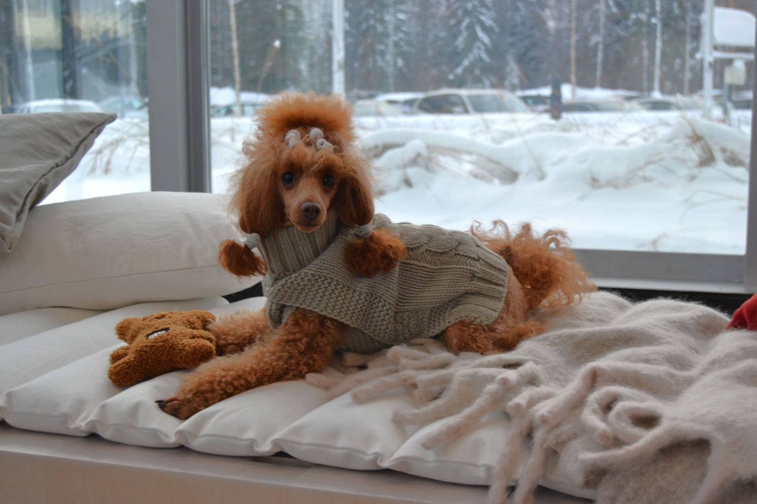 Poodle wearing a sweater sitting on a bed with a snowy outdoor view