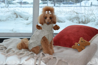 Small dog in a sweater standing on a bed with a snowy outdoor background