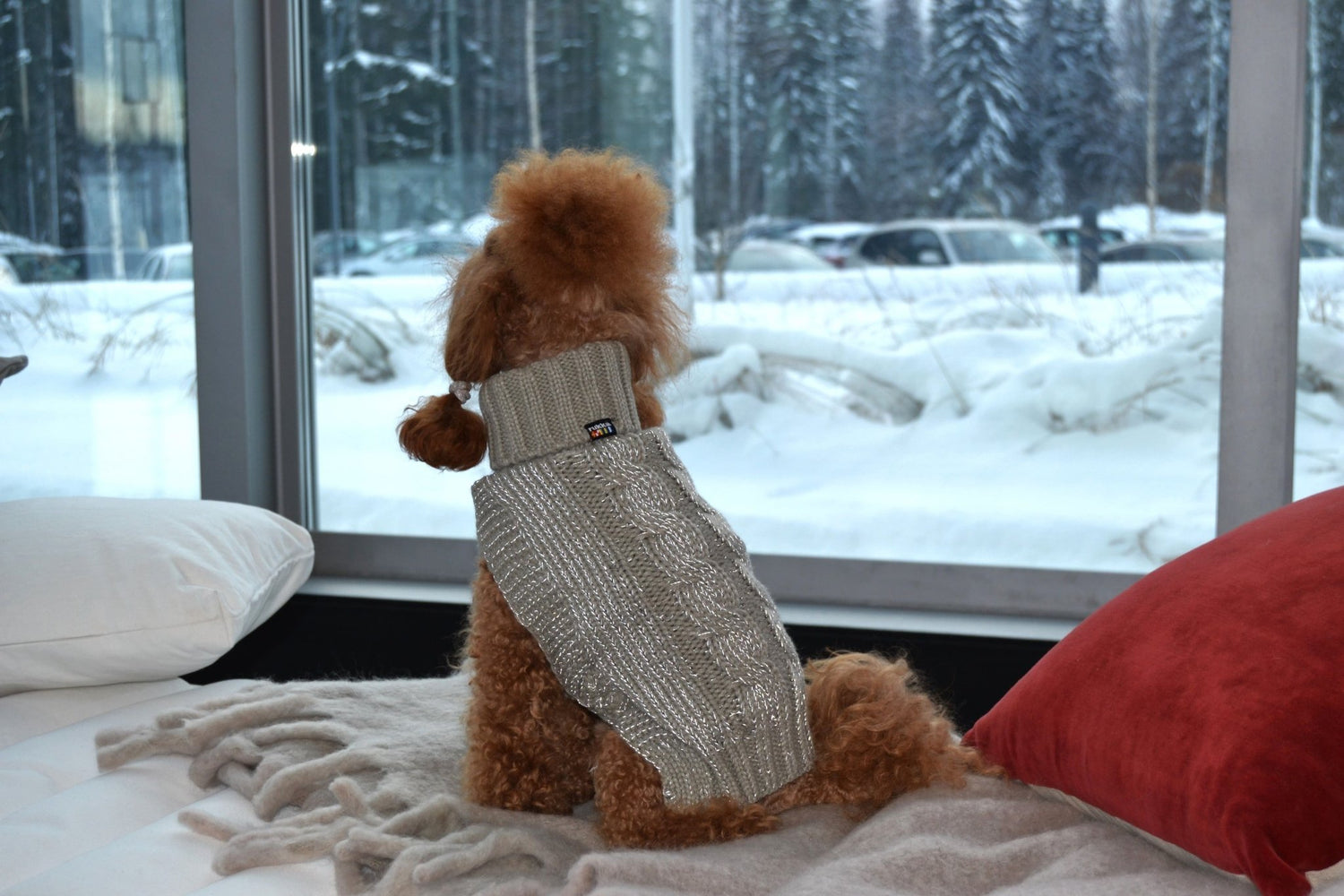 Dog wearing a sweater sitting on a bed with a snowy outdoor view