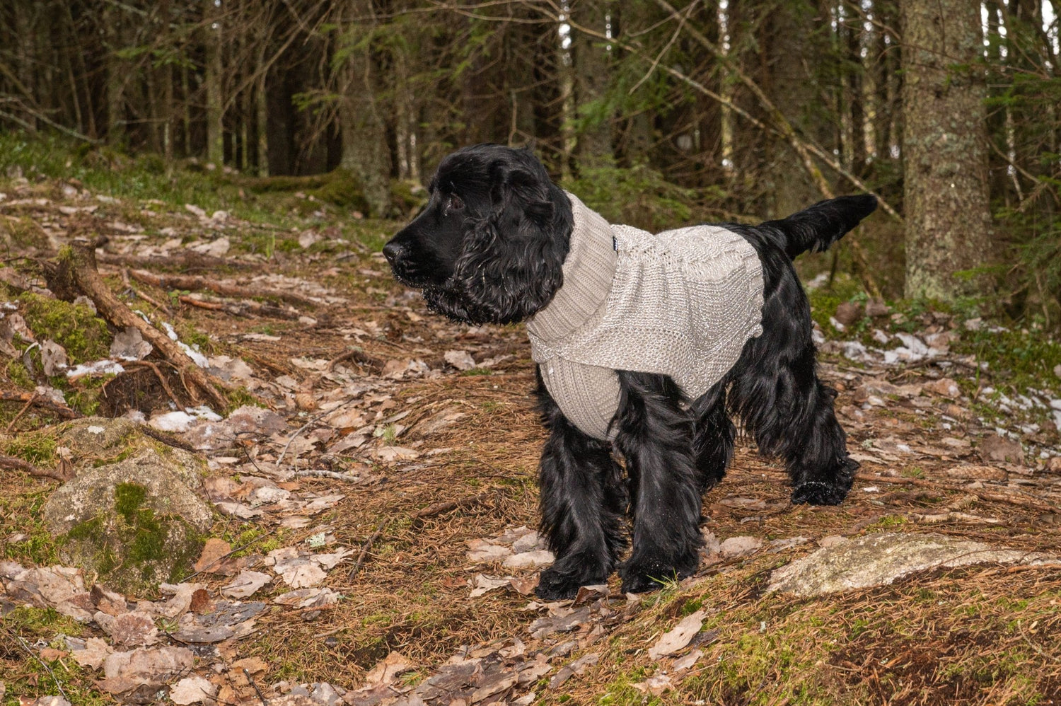 Dog wearing a sweater standing on a forest path