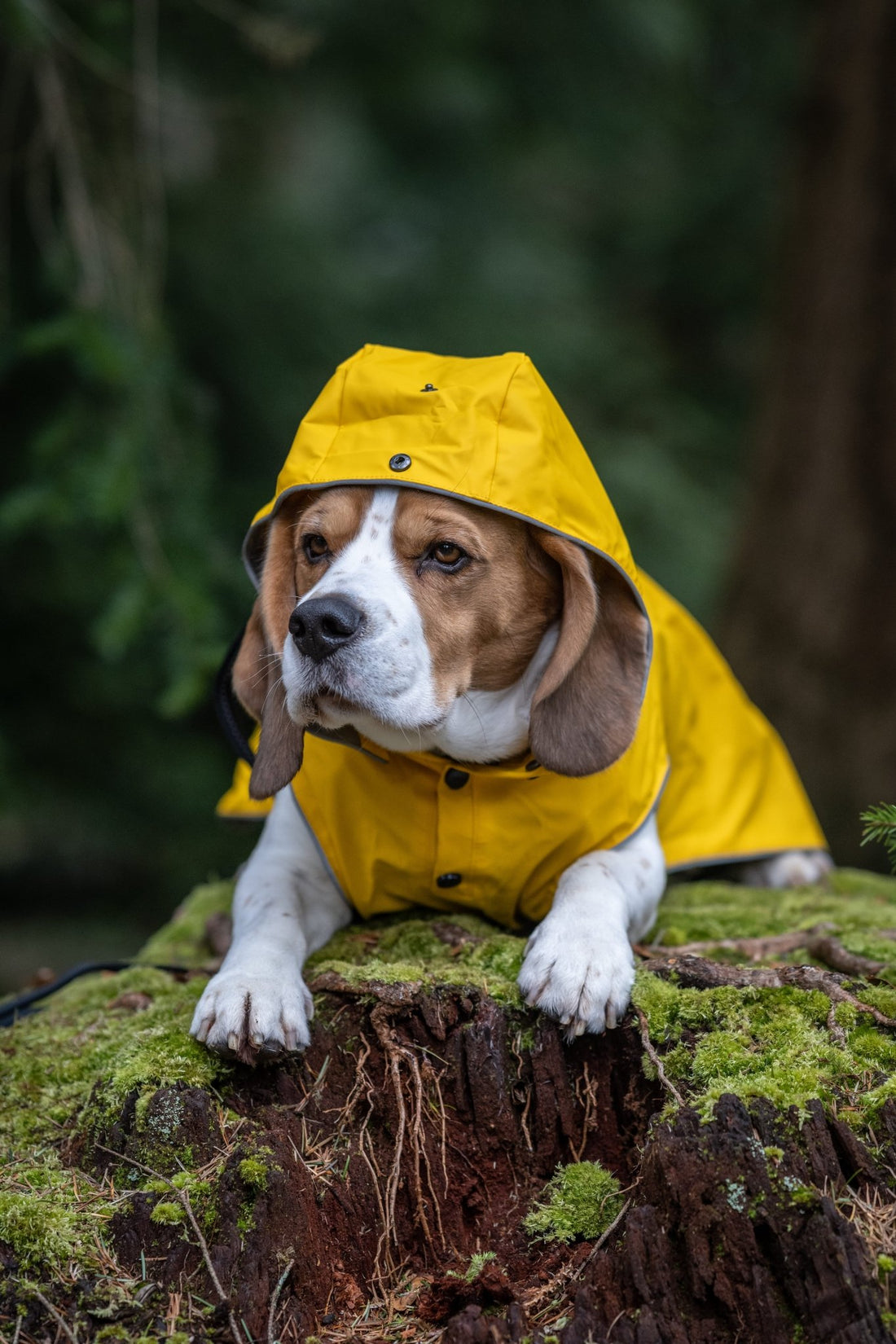 Stream Raincoat - Share Happy Outfits