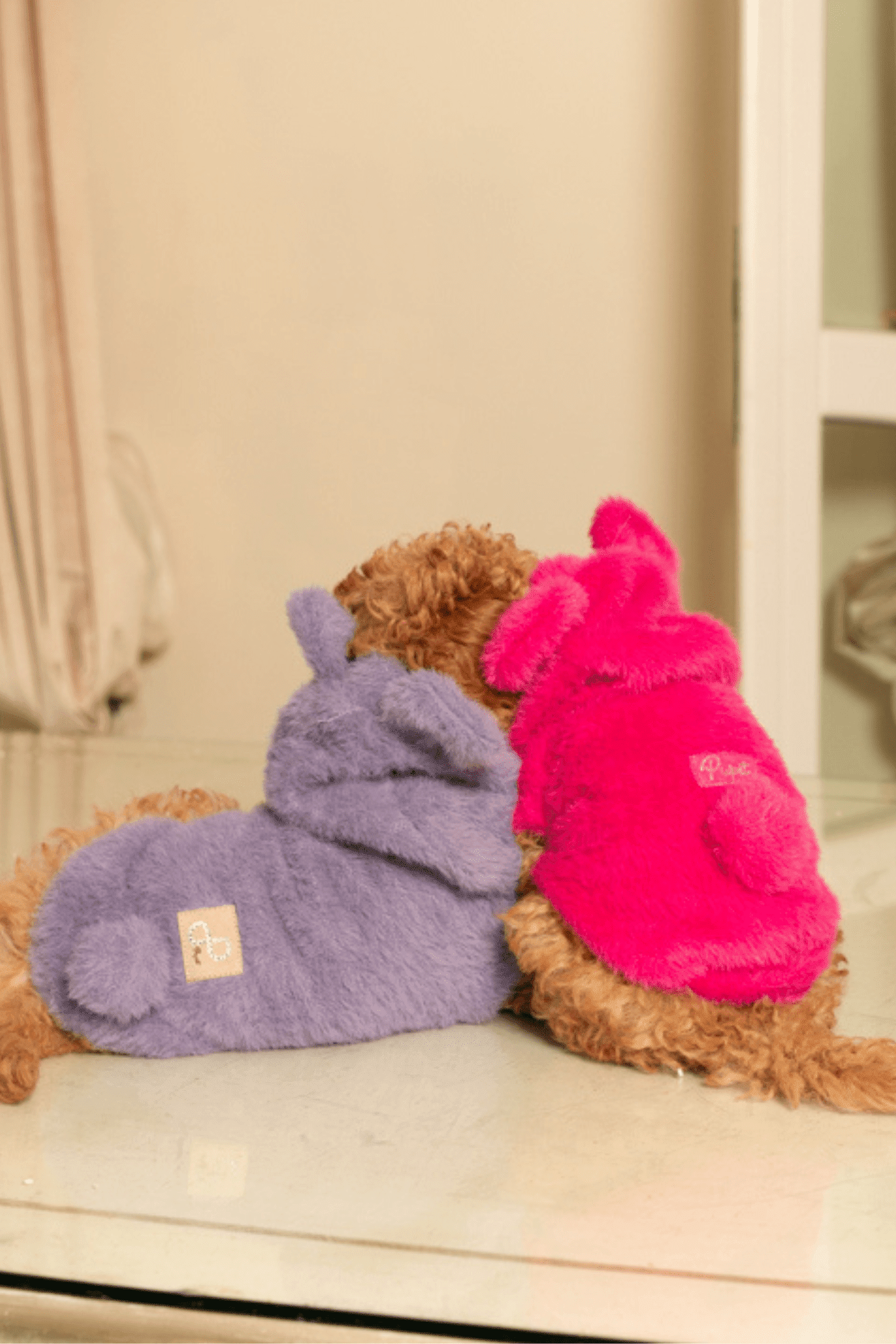 Two dogs wearing colorful fleece coats sitting on a surface.