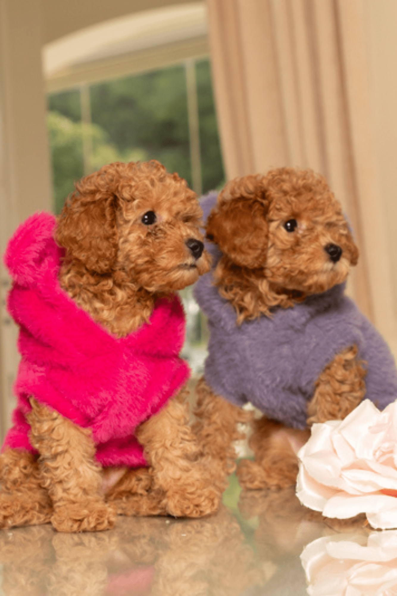 Two toy poodles wearing colorful sweaters on a reflective surface with a blurred background.