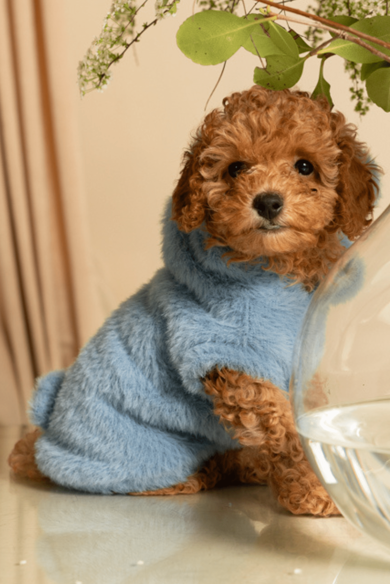 Small dog wearing a blue sweater sitting on a glass table with a beige curtain and green leaves in the background.