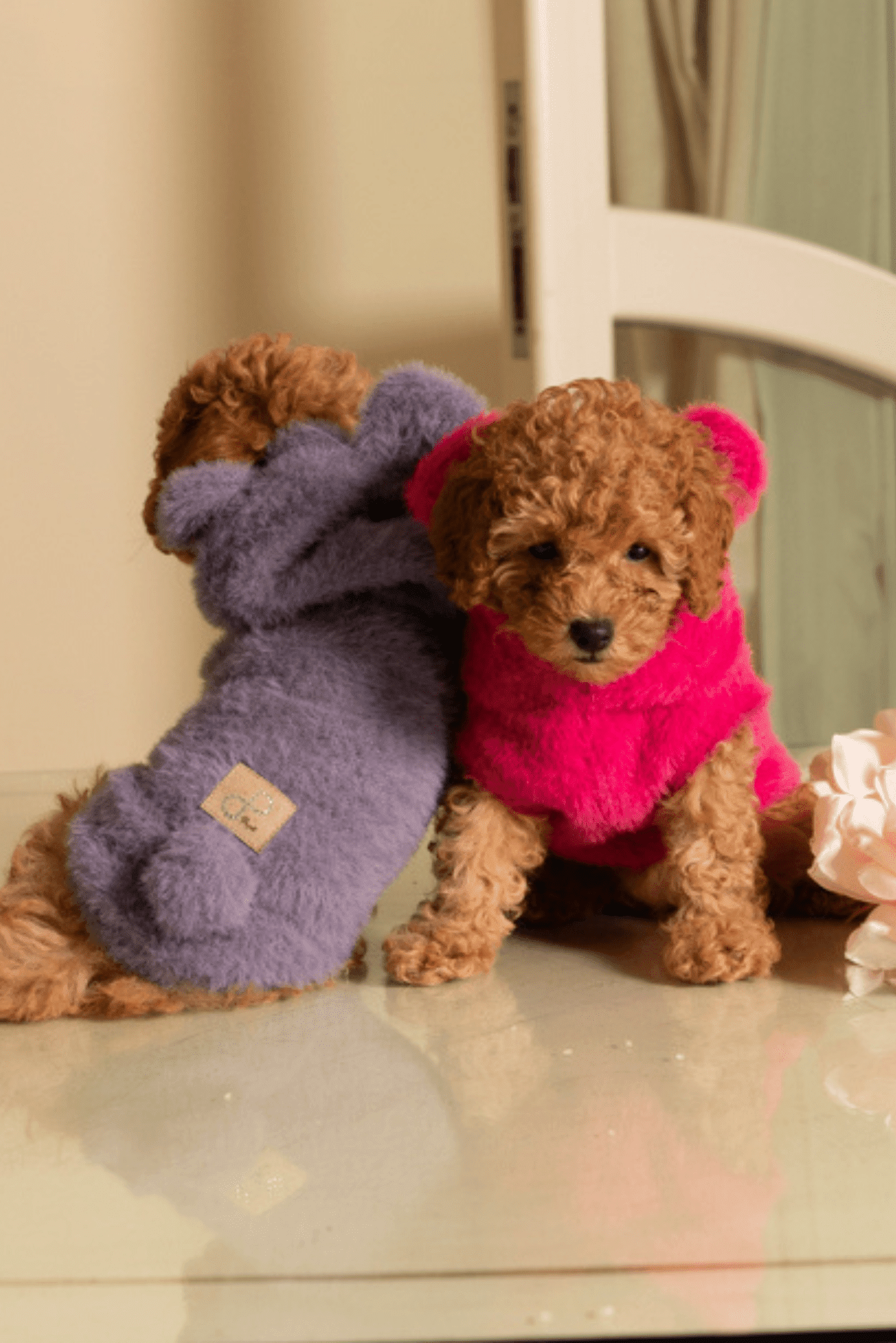 Two small dogs wearing colorful sweaters on a light surface.